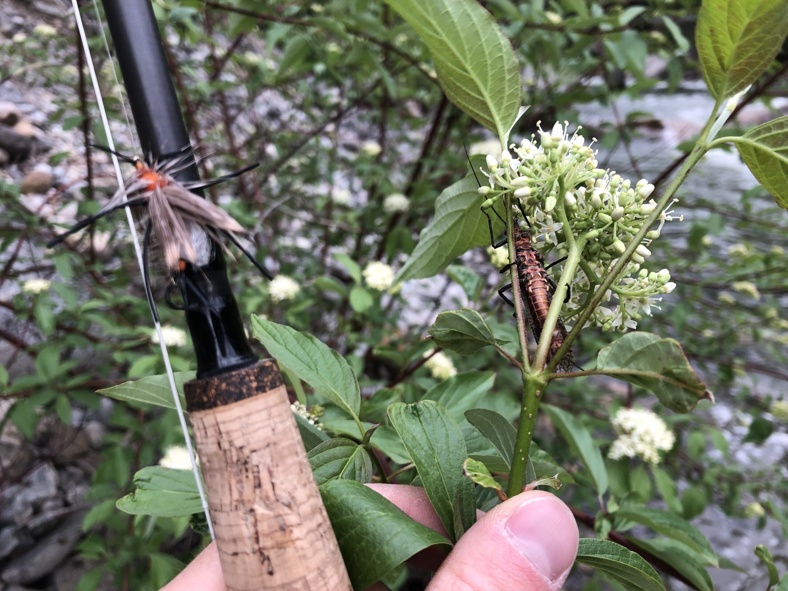 Catch More Trout By Learning About The Insects They Eat