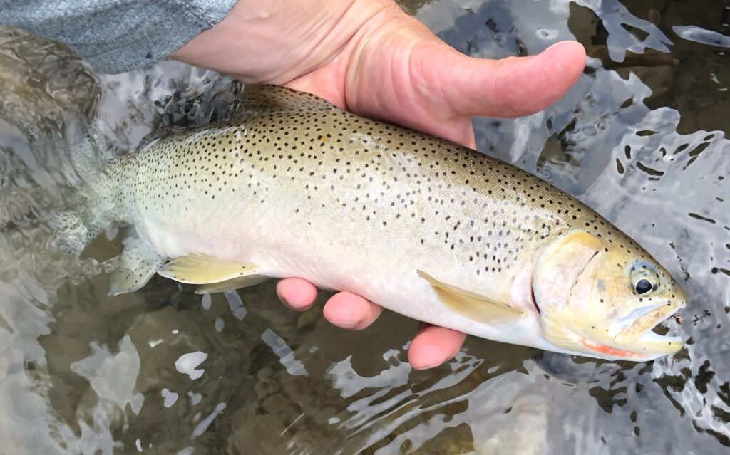 cutthroat trout