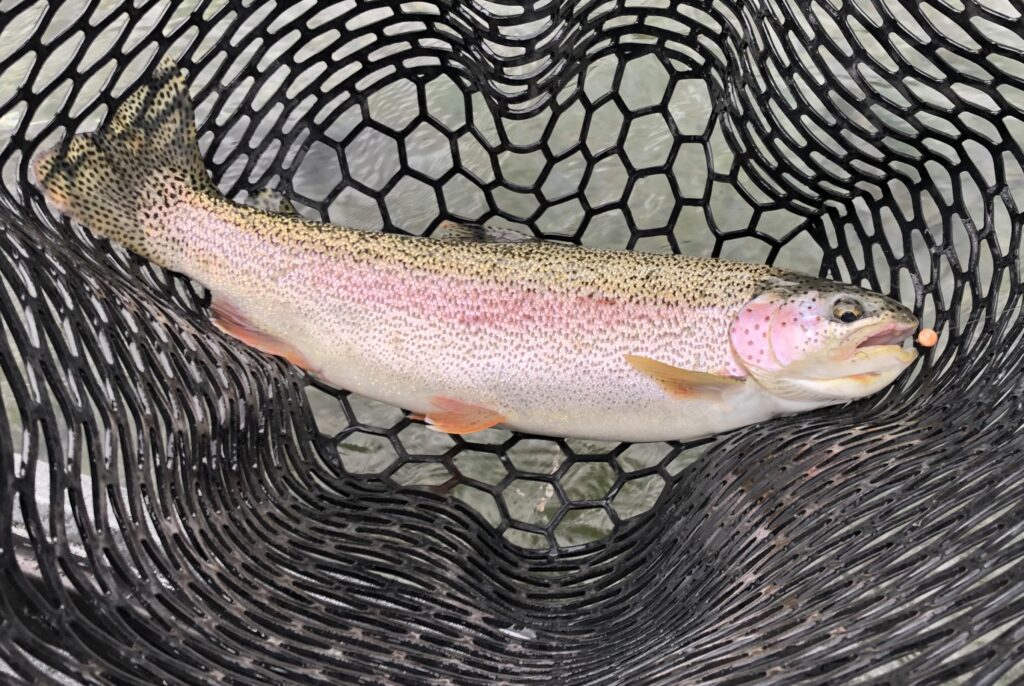 rainbow trout