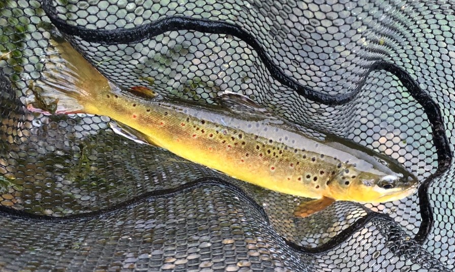 brown trout