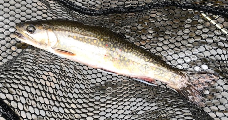 brook trout